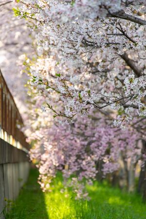 A rusty fence and cherry blossomsの写真素材