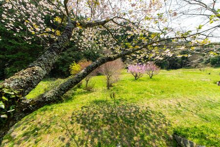 Cherry blossoms and shadows on the groundの写真素材