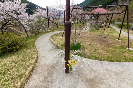 Cherry blossoms in the vicinity of a mountain village trailの写真素材
