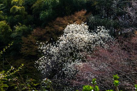 A forest of cherry blossoms and magnoliasの写真素材