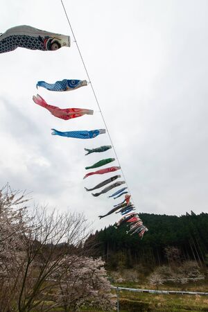 Cherry blossoms and carp streamers in a mountain villageの写真素材