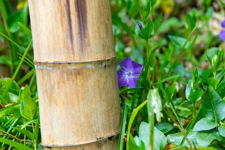 Kikyo (Chinese bellflower) nestled in a bambooの写真素材