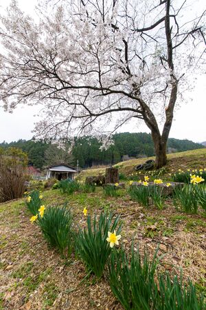 Daffodil flowers surrounded by cherry blossomsの写真素材