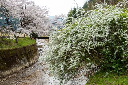 A babbling stream in a mountain village and spring flowersの写真素材