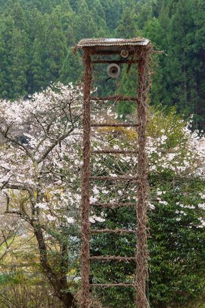 The building where the speaker is located and the cherry blossomsの写真素材