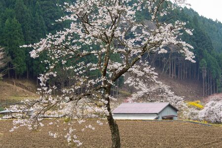 Cherry blossoms in a rural areaの写真素材