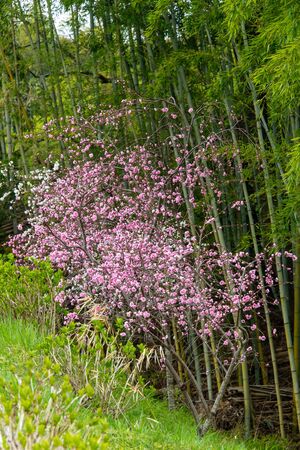 Vivid green bamboo forest and cherry blossomsの写真素材