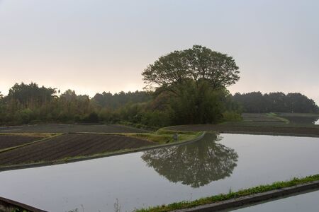 Huge trees reflected in a paddy fieldの写真素材