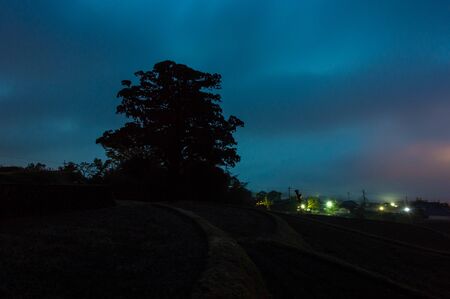 Blue sky at dawn and huge trees.の写真素材