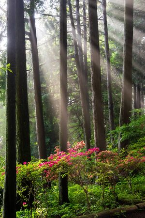 Morning mist and glow and azalea flowers in the forestの写真素材