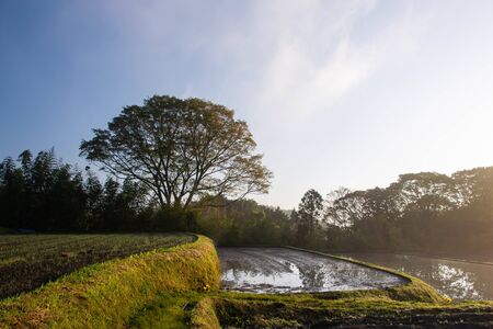 Morning mist in a beautiful mountain paddy fieldの写真素材