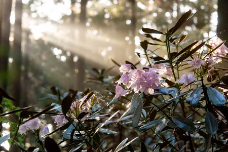 Beautiful glow and rhododendron in the forestの写真素材