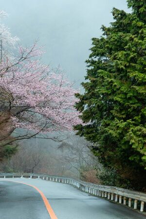 Morning mist and cherry blossoms and a drivewayの写真素材