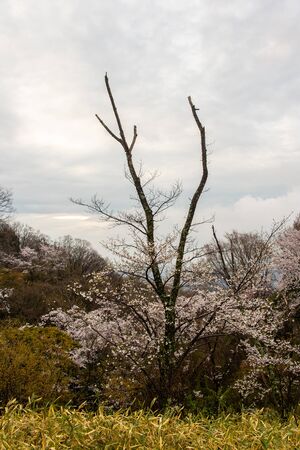 Interestingly shaped trees and cherry blossomsの写真素材