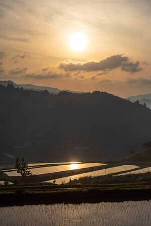 Morning sun and clouds reflected in a paddy fieldの写真素材
