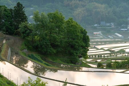 Paddy fields shining in the morning sky