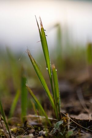 Beautiful morning dew covered grassの写真素材