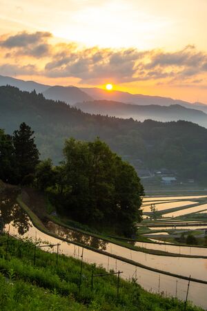 Morning sunshine, paddy fields and trees