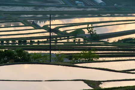 A paddy field in the sky blue of the morning glow