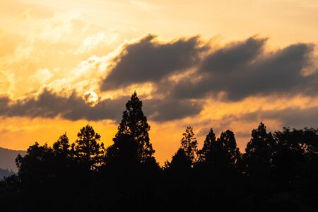 Silhouette of the morning sun and trees in the forestの写真素材