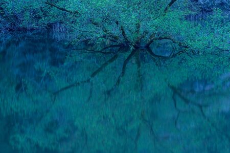 Buried trees and reflections of the lake at dawnの写真素材