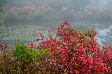 Azalea flowers growing in clusters around the pondの写真素材