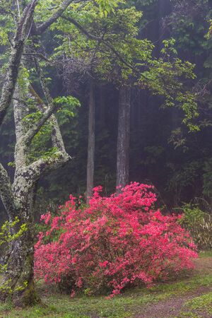 An azalea in bloom in an open area of the forestの写真素材