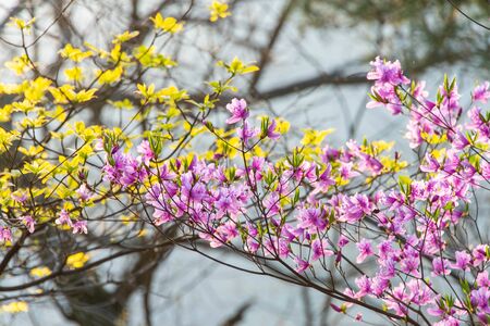 Cherry blossoms on the lakeの写真素材