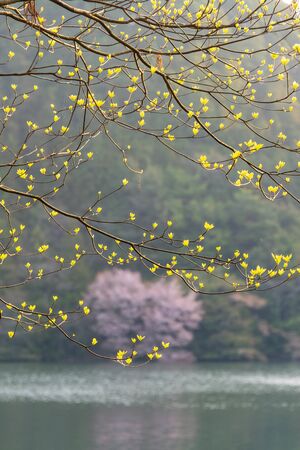 Trees and cherry blossoms that have sprouted in springの写真素材
