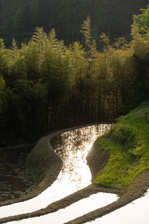 An interestingly shaped paddy field that reflects the morning skyの写真素材