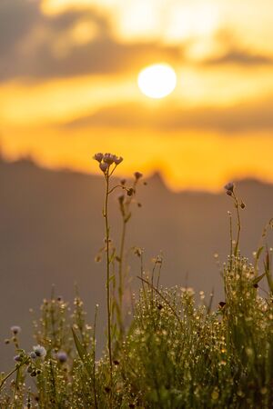 Morning dew-covered grass and the morning sunの写真素材
