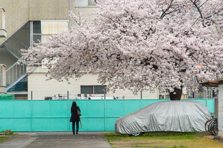 Giant cherry blossoms, people and cars.の写真素材