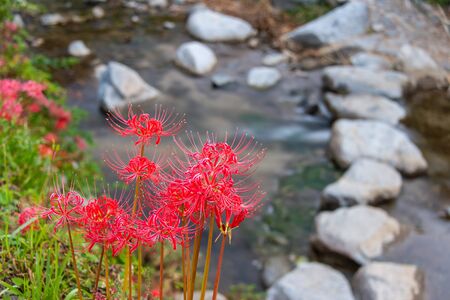 Spider lilies bloom beside a stone-paved riverの写真素材