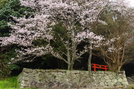 Cherry blossoms on a stone wallの写真素材