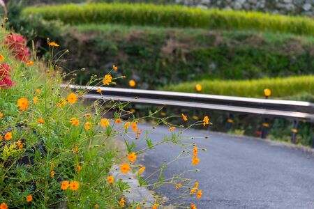 Yellow autumn cherry blossoms along the roadwayの写真素材