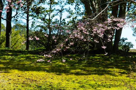 Green moss and cherry blossomsの写真素材