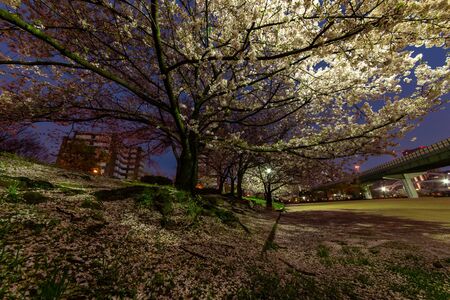 Cherry blossoms in the city, illuminated by the streetlights at dawnの写真素材