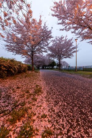 Cherry blossom petals on the sidewalkの写真素材