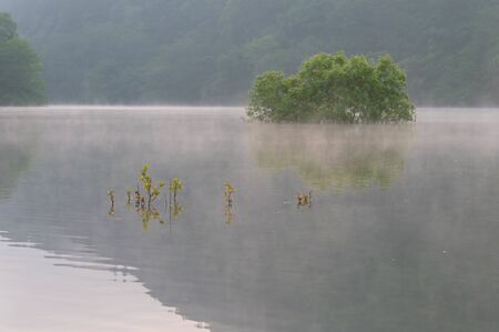 The surface of the lake in a haze and various plantsの写真素材