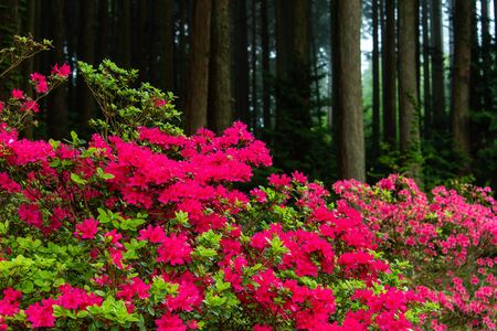 Straight tree trunks and bright red azalea flowersの写真素材
