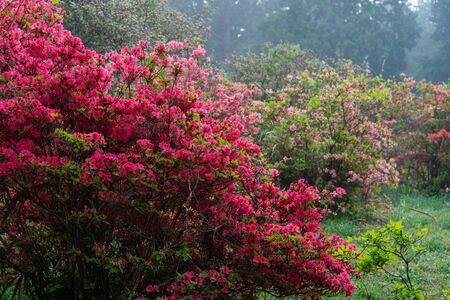 Azaleas in a foggy forestの写真素材