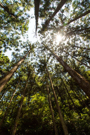 Beautiful fresh greenery and sunshineの写真素材