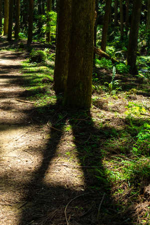 Trees on a mountain road shadowed by the sunの写真素材