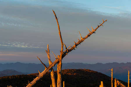A scene of crisscrossing tree trunks.
