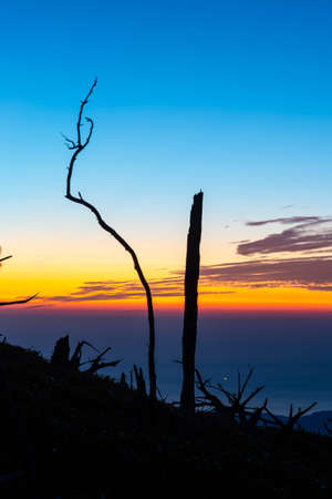 The sky at dawn and two impressive tree trunksの写真素材