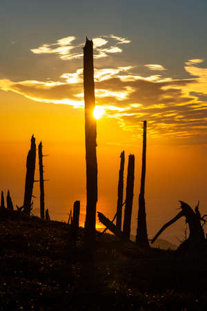 Morning sun and lots of dead tree trunksの写真素材