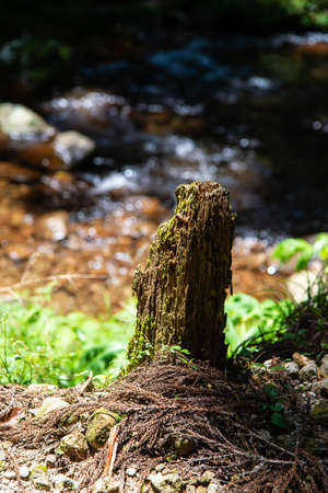 Broken and rotten tree trunksの写真素材