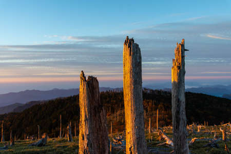 Dead trees in the morning sunの写真素材