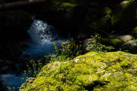Stones along a green mountain stream