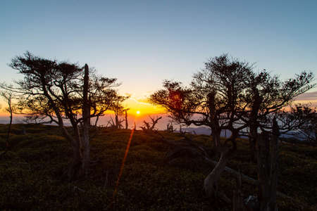 The sun rising through the interestingly shaped treesの写真素材